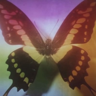 jocelyn romo's profile picture