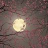 cherry, Blossom's profile picture