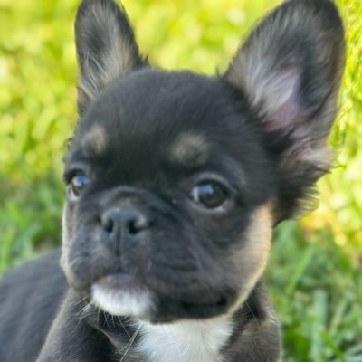 burnoutrosin's profile picture