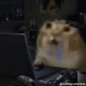 derp's profile picture