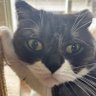 ねこさまらんち 的头像