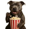 popcorn 🍿 的头像
