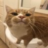 Aza's profile picture