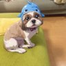 ラムザ 的头像