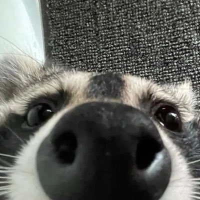 ninedyr's profile picture