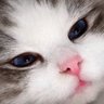 . profil fotoğrafı