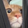 Profilbild von Valerianne 🕊🌿😼