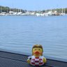 Aled 🦢🏴󠁧󠁢󠁷󠁬󠁳󠁿's profile picture