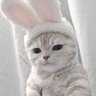 しらたま profil fotoğrafı