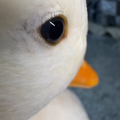 VOLIB三AR RAP/ST's profile picture