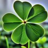 Lucky Clover's profile picture