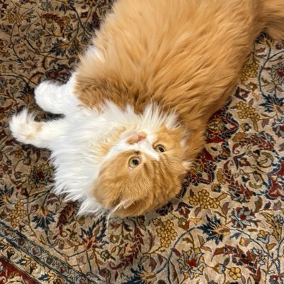 synchronicnotes's profile picture