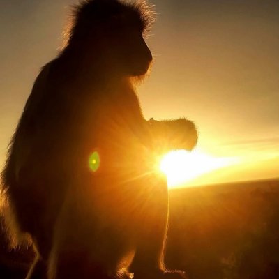 cavalo97857's profile picture