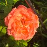 Фото профиля K Marie