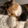 Takenoko's profile picture