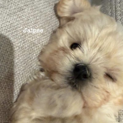 jaipeeBP's profile picture