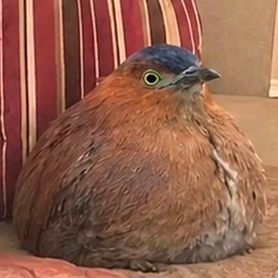 BU_1744's profile picture