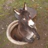 Profilbild von Sean Held