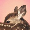 ظبية's profile picture