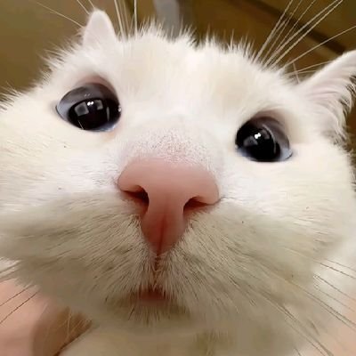 喵喵榔's profile picture
