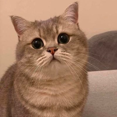 Chuttan_'s profile picture