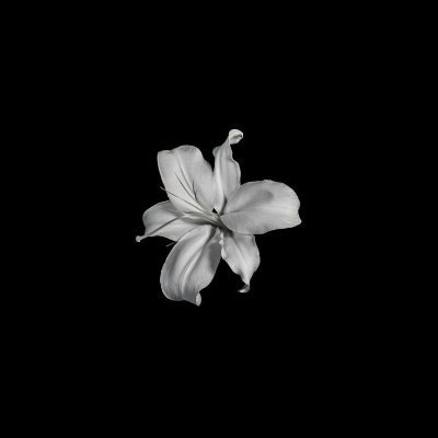 silacorner's profile picture