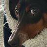Profilbild von just a puppy 🐾
