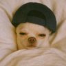 vic's profile picture