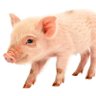 Pig 的头像