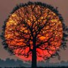 Chris Davis profil fotoğrafı