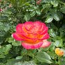 Фото профиля duprass
