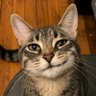 Profilbild von goober