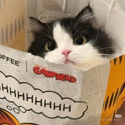 maomao_acrypto's profile picture