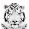 King Tiger profil fotoğrafı