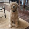 Chancy Pants profil fotoğrafı