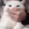 chicken 🦭's profile picture