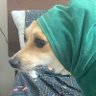 xynezal's profile picture
