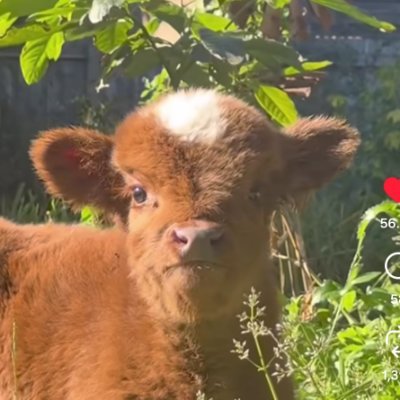 Parzival's profile picture