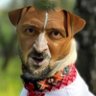 Profilbild von надпотужність