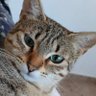 tinaco, la gata guapa's profile picture