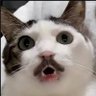 Profilbild von Monsieur Moustache