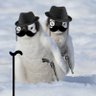 pinguan's profile picture