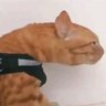 FancyPants's profile picture