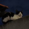 Gato de Marx☭'s profile picture