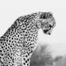 مبارك profil fotoğrafı