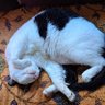 gato preguiçoso profil fotoğrafı