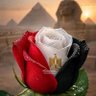 Mohammed Elwakil's profile picture