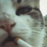 ヤニねこ's profile picture