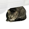 ブラック profil fotoğrafı