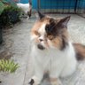 Profilbild von Pagicerah